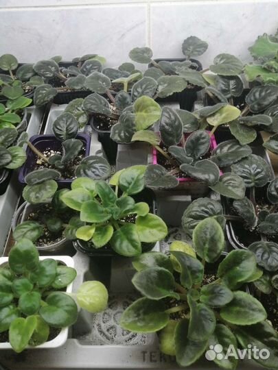 Детки фиалок