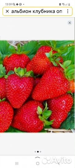 Клубника ремонтантная Альбион рассада