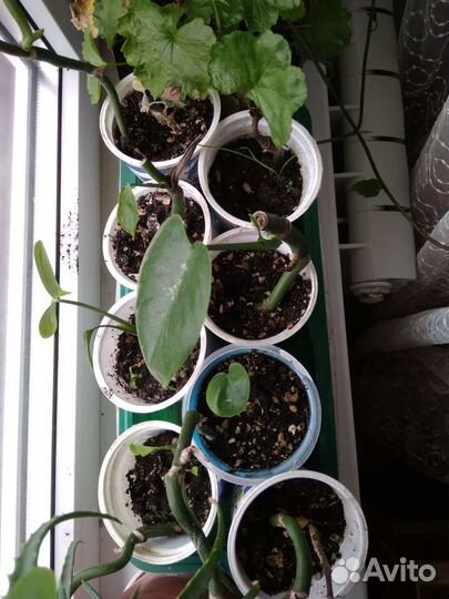 Монстера черенок