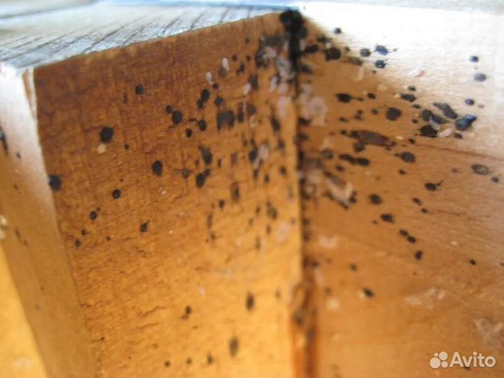 Средство от клопов