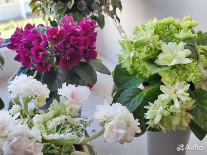 Сортовые фиалочки из домашней коллекции