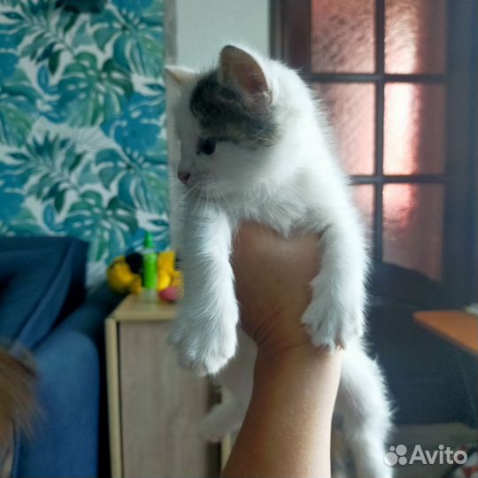 Котенок девочка трехцветная