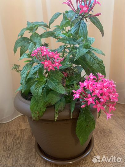 Пентас (Египетская звезда)