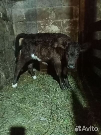 Телята телочки