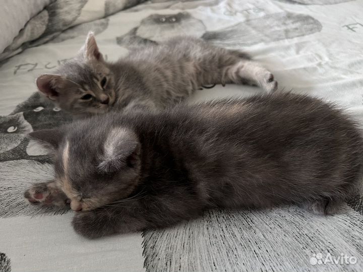 Кошечка 1,5 месяца бесплатно