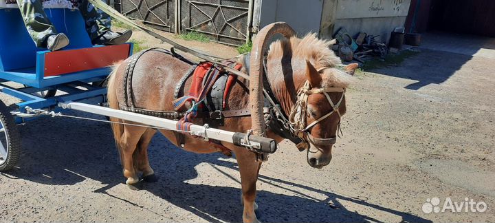 Пони с тачанкой