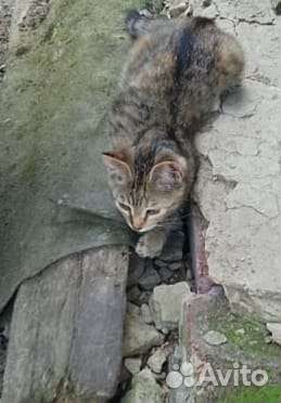 Кошки в добрые руки бесплатно