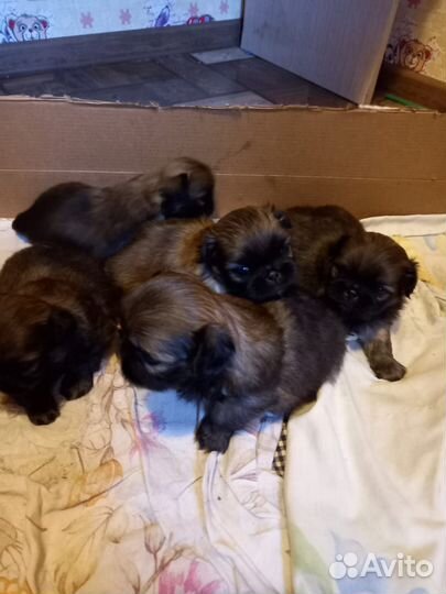 Щенки пекинеса
