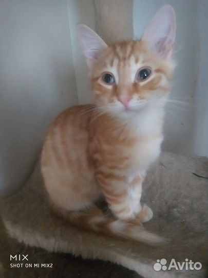 Котенок мальчик