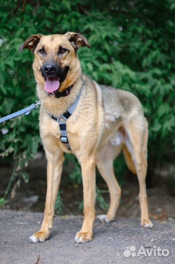 Лео хочет быть домашним