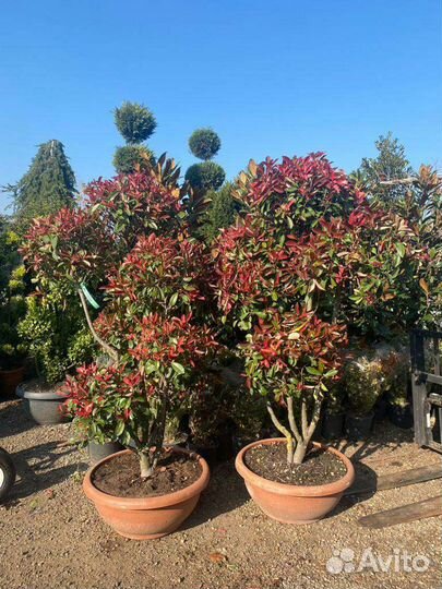 Фотиния формированая