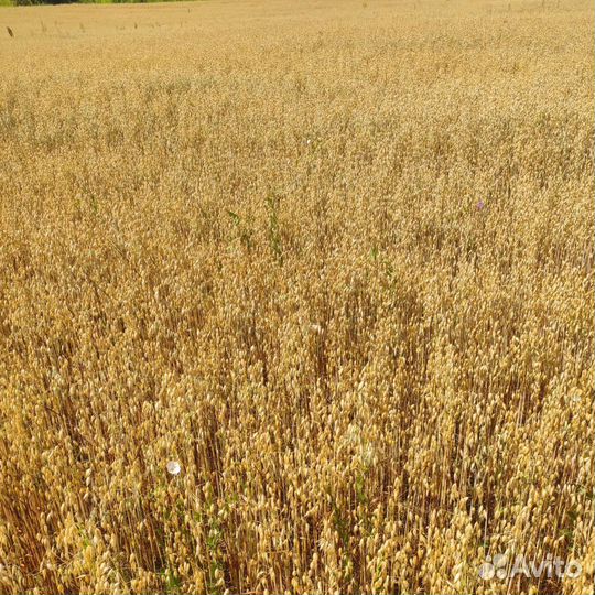 Ячмень, пшеница, овёс