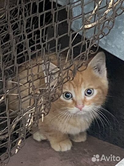 Отдам в добрые руки котят