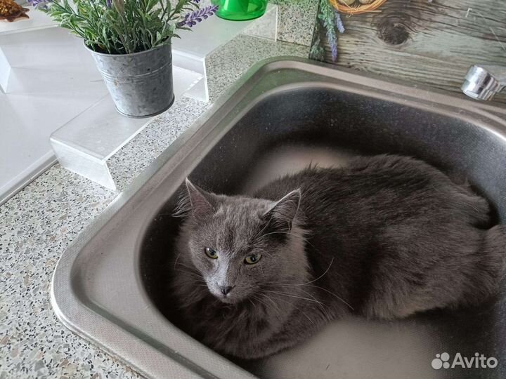 Котик в добрые руки