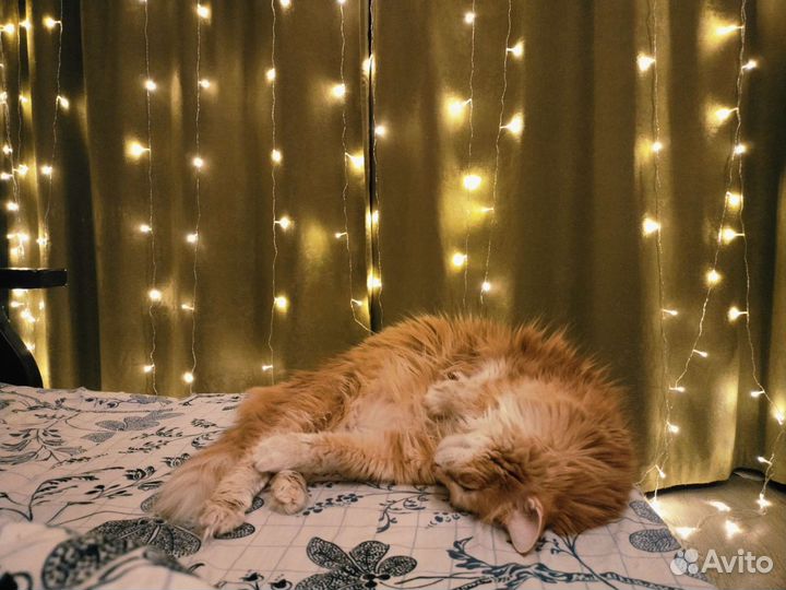 Передержка кошек и собак в домашних условиях