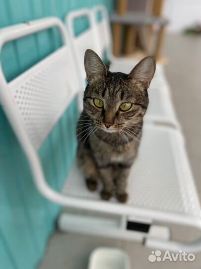 Кошка