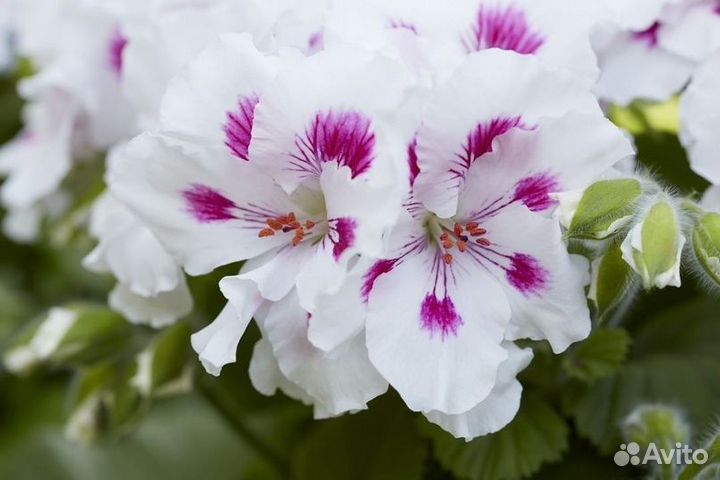 Пеларгония королевская