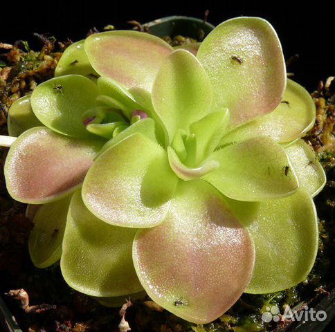 Хищное/насекомоядное растение Жирянка тина/везер