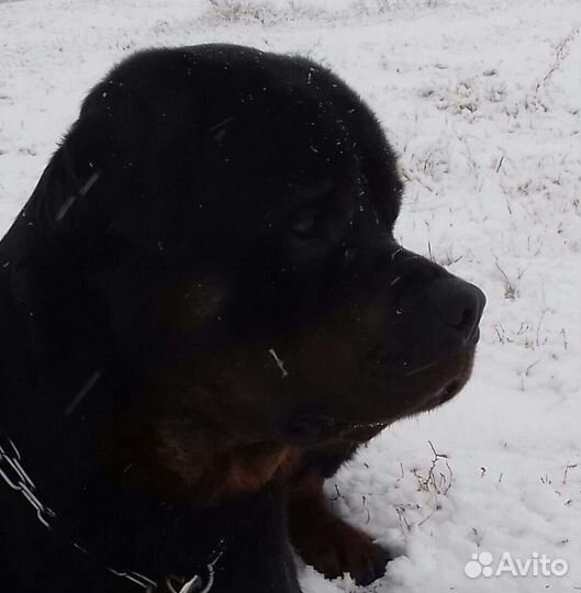 Ротвейлер для вязки кобель