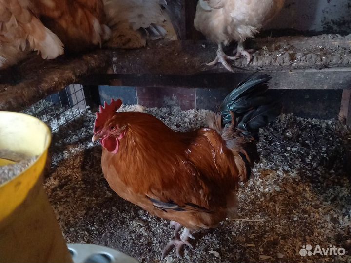 Цыплята суточные