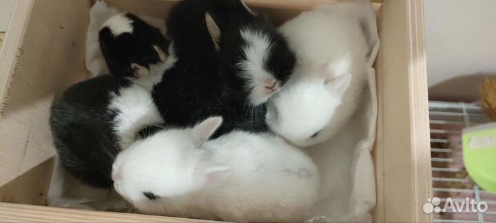 Вислоухие декоративные кролики