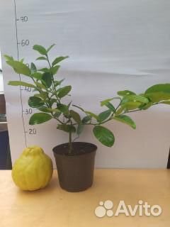 Лимон плодоносящий сорт Пандероза