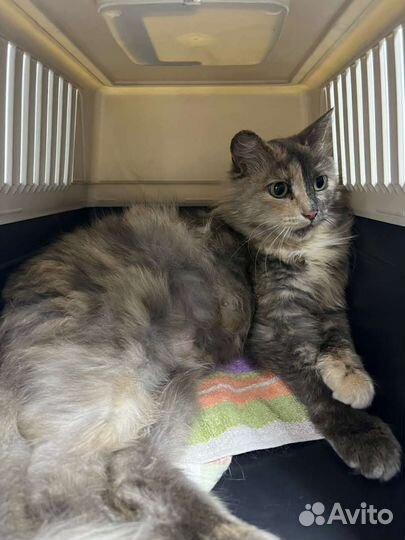 Кошечка Софа 2 года стерильная