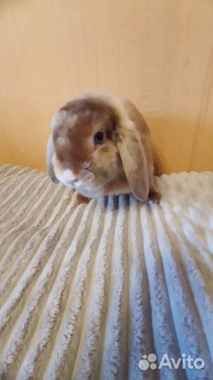 Карликовый сатиновый кролик