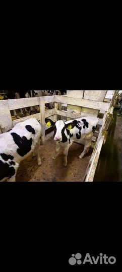 Телята бычки холмогорской породы