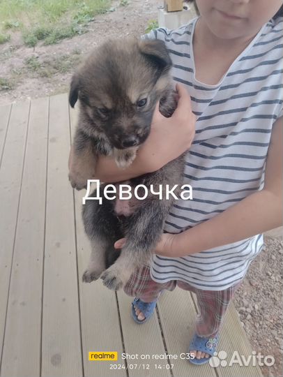 Щенки в добрые руки