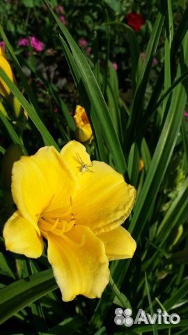 Цветы лилии, лилейники