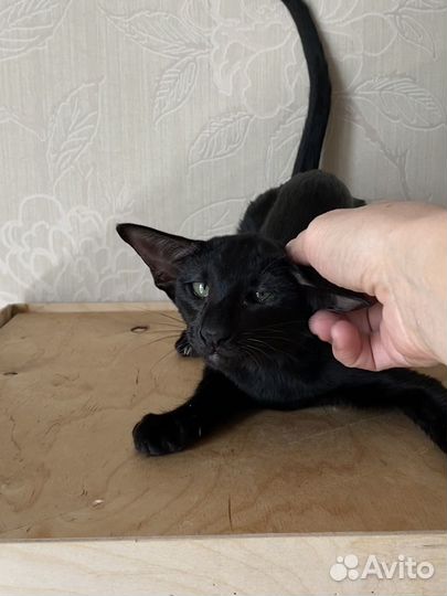 Ориентальные котята