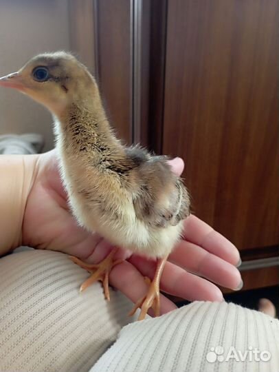 Павлины, фазаны