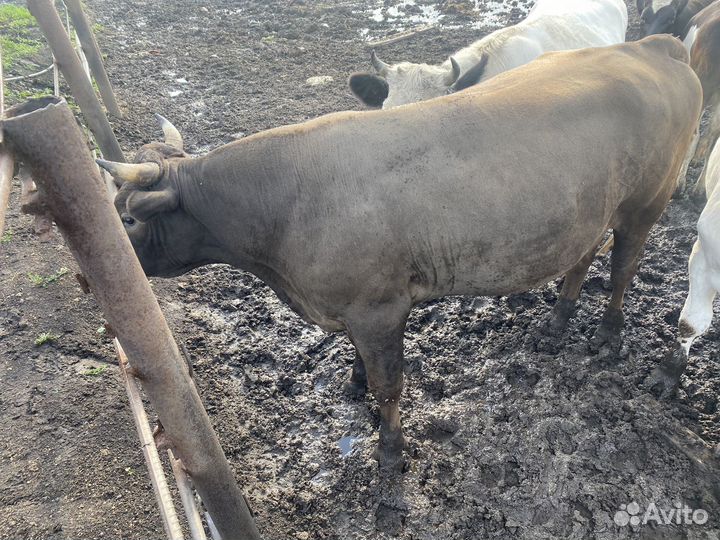 Быки на мясо, племя