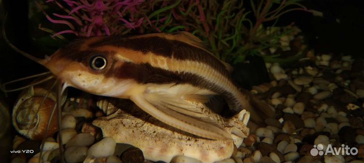 Сомик Платидорас