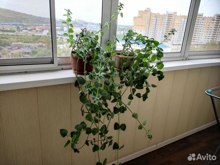 Комнатная мята