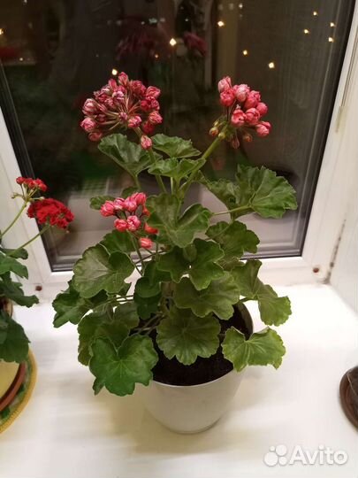 Пеларгония герань тюльпановидная Виктория-Андреа