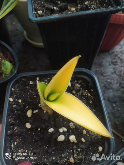 Сансевиерии