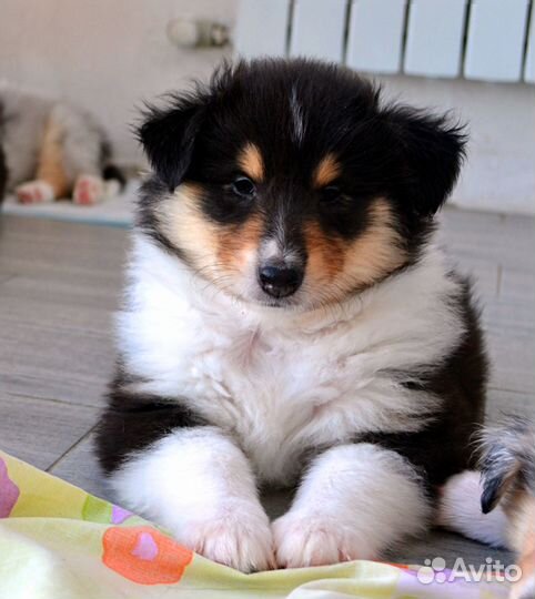 Колли - девочка