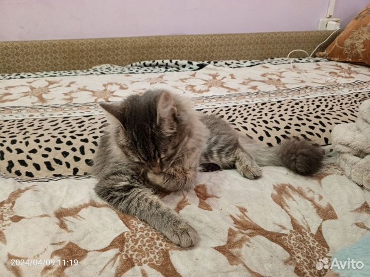 Кошка