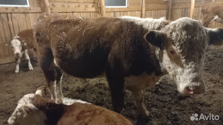 Крс, быки, тёлки