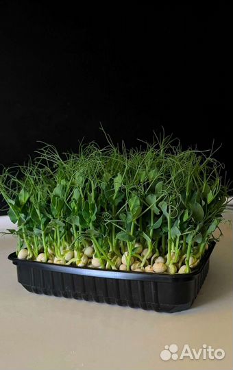 Микрозелень