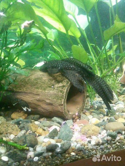 Аквариумные рыбы