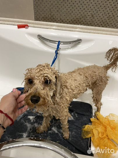 По уходу за животными