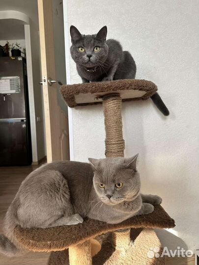 Британские котята