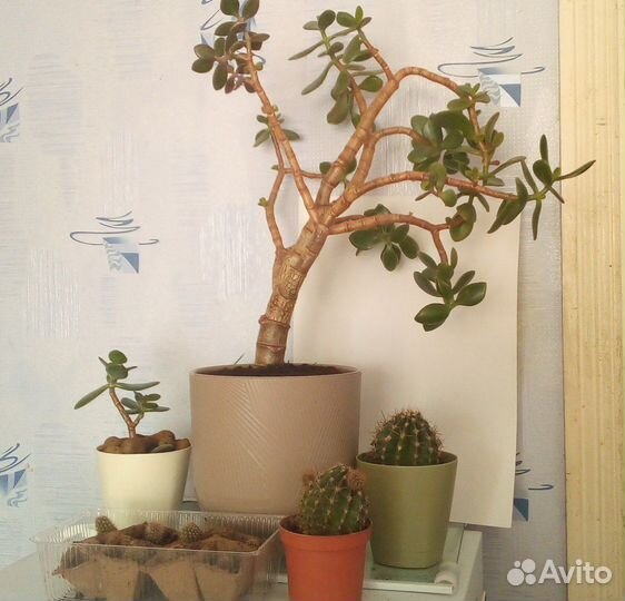 Кактусы, денежное дерево