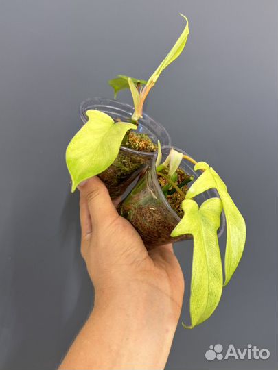 Филодендрон флорида ГОСТ минт