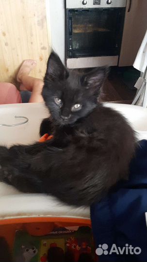 Кошки мейн-кун