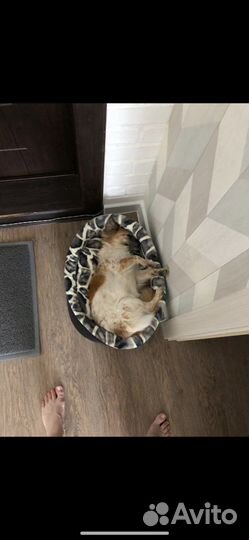 Лежанка для собак