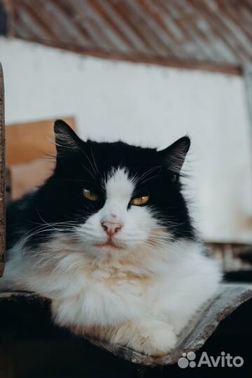 Взрослая кошка бесплатно